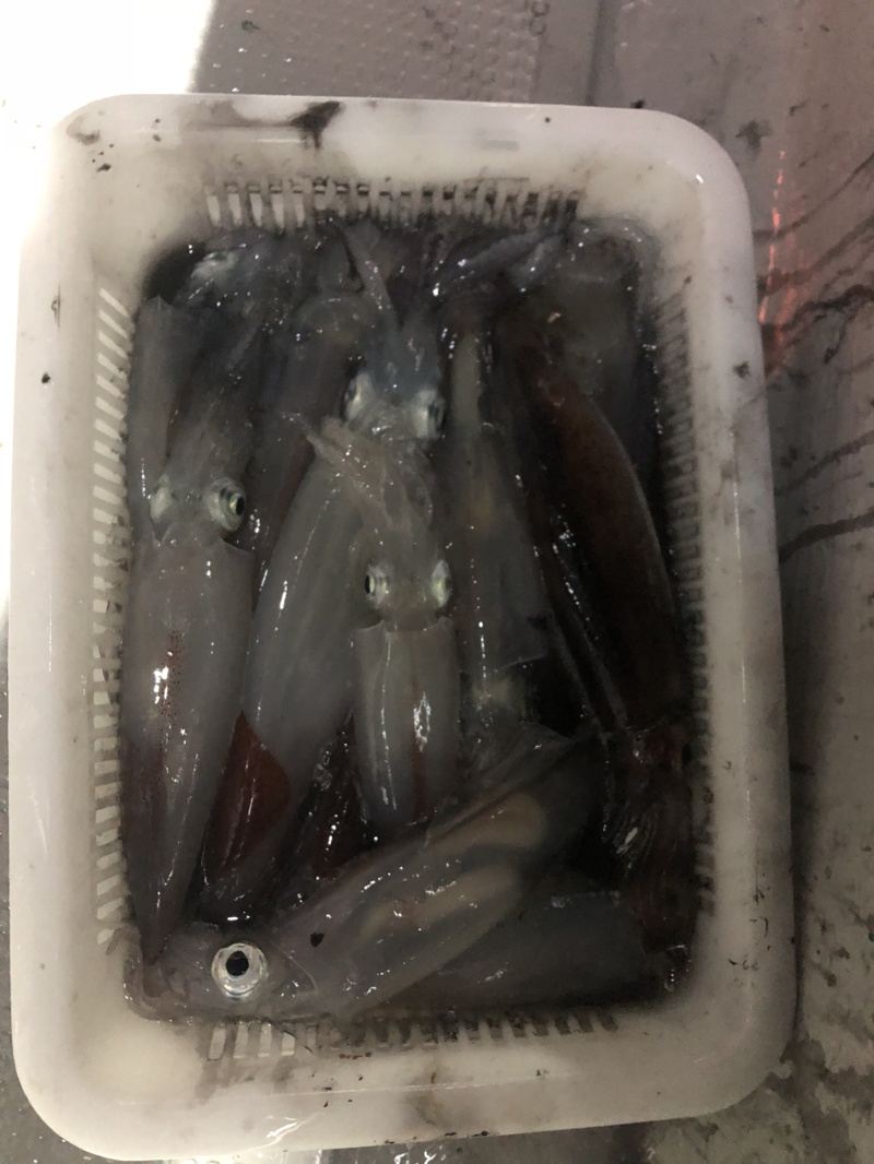 初!単独でイカメタル!