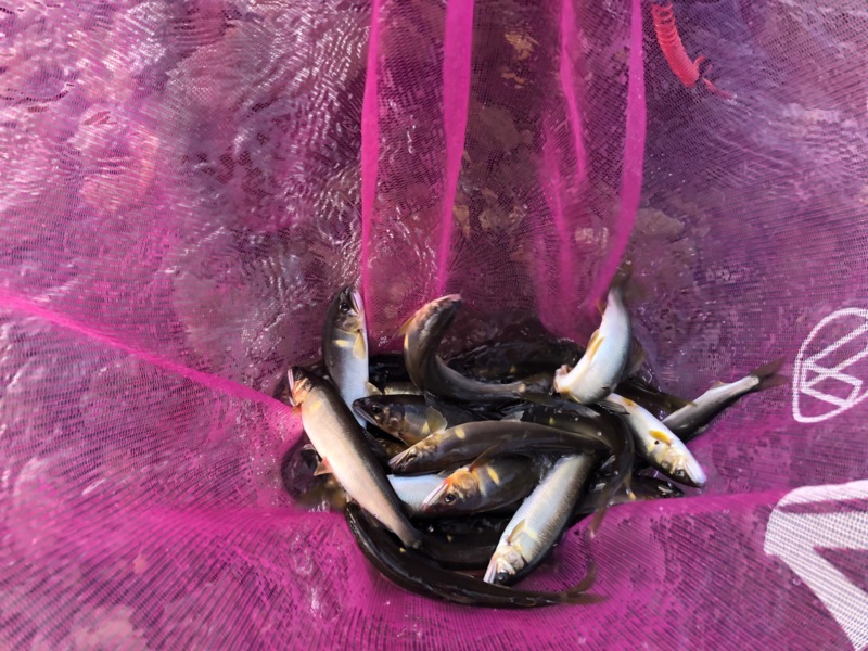 夏の安曇川朽木へ