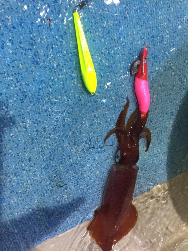 日本海イカメタル好調!