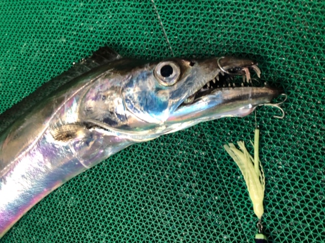 鹿児島でドラゴンタチウオ