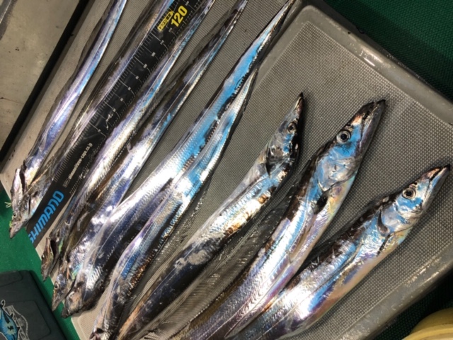 鹿児島でドラゴンタチウオ