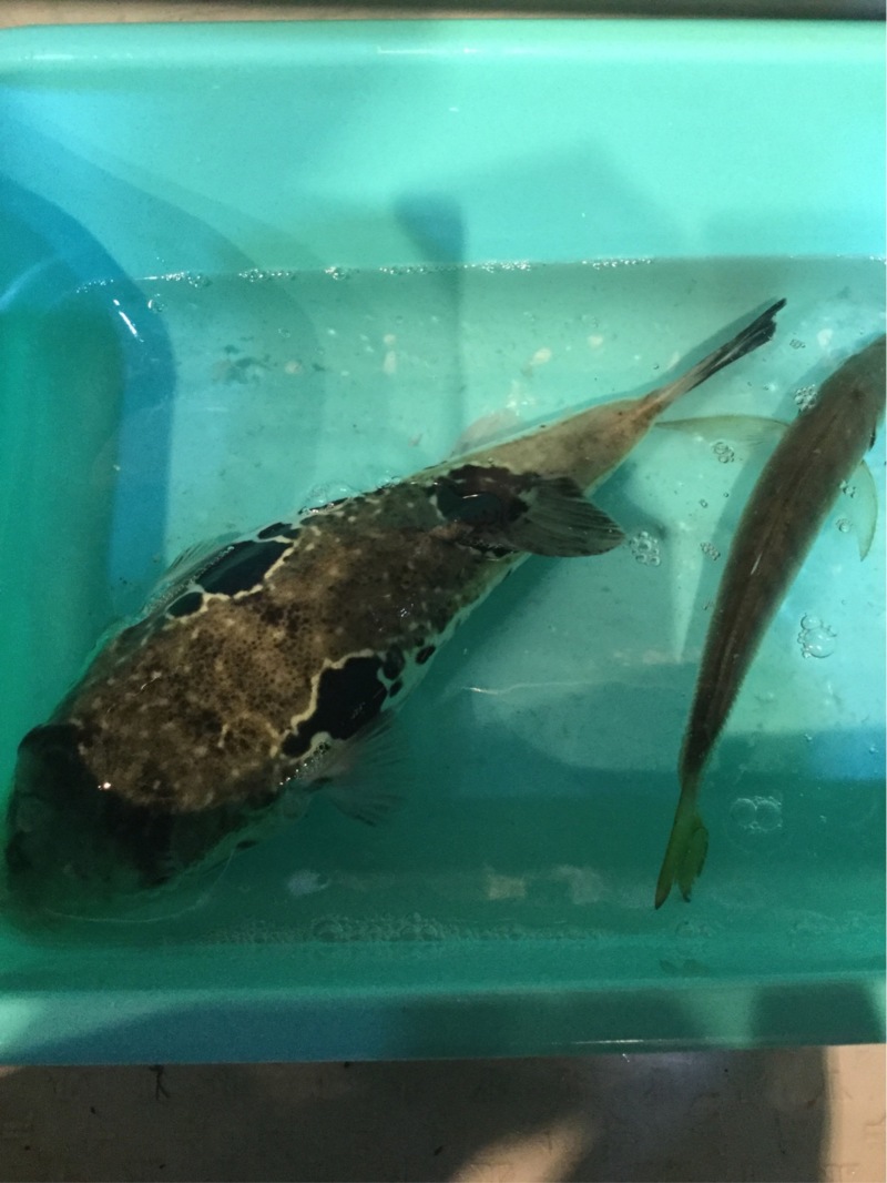 小浜湾の船アジ(ファミリーフィッシング)