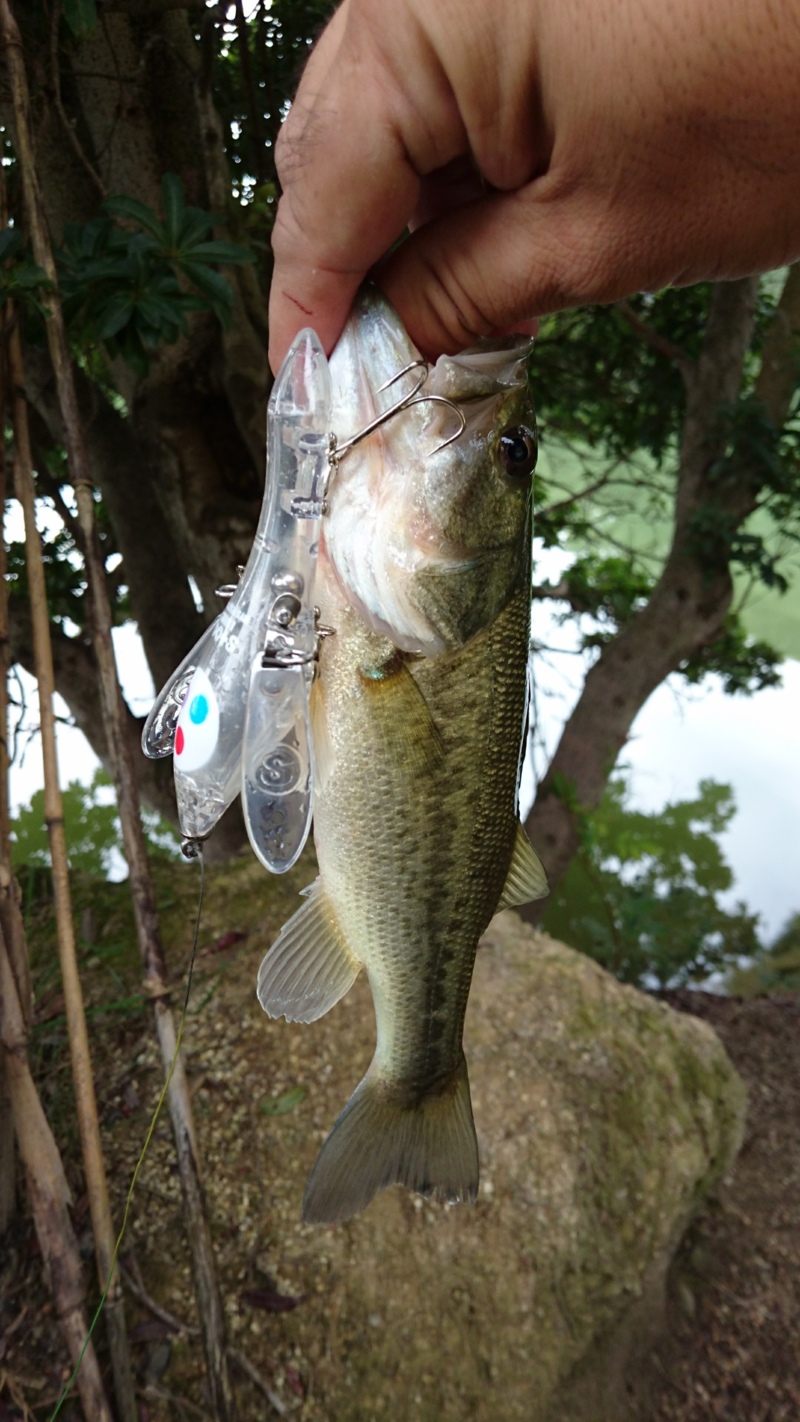 淡路島でのんびりバスフィッシィング