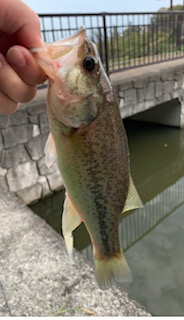 東播野池に行ってきました!