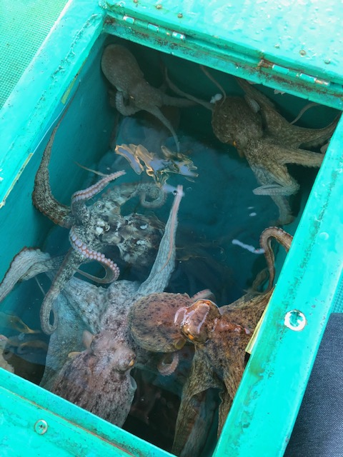 秋ダコがやみつきに。。。