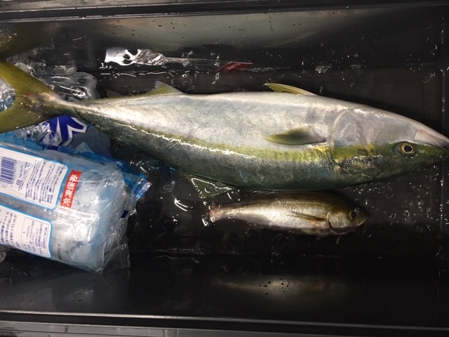 秋の丹後ジギング@アルバトロス