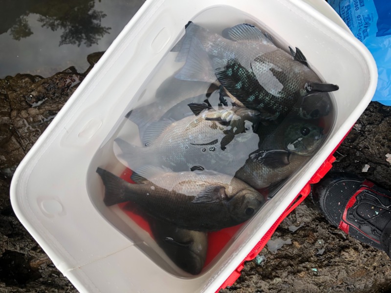 日本海 フカセでグレ!