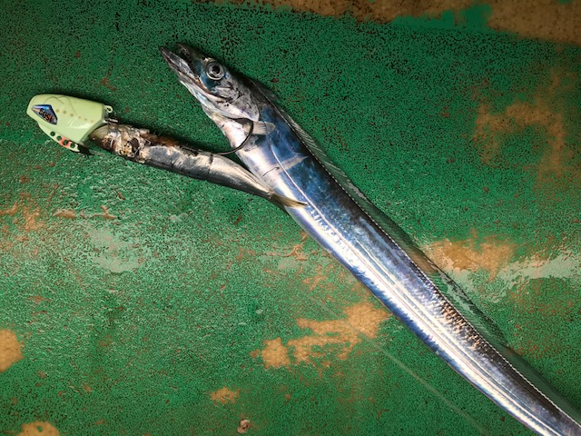 洲本沖 船タチウオテンヤ