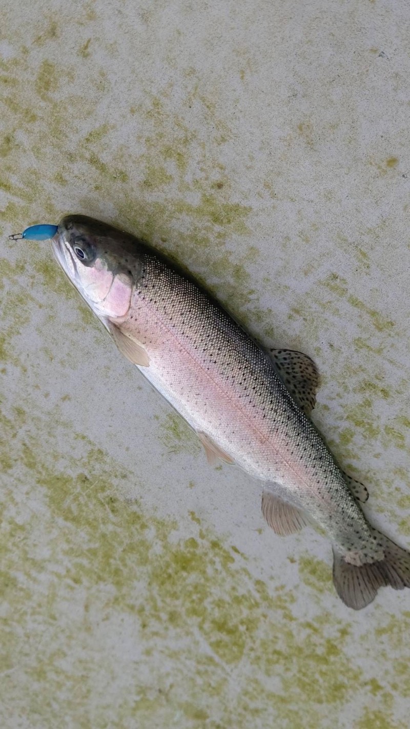 服部緑地ウォーターランドでフィッシング