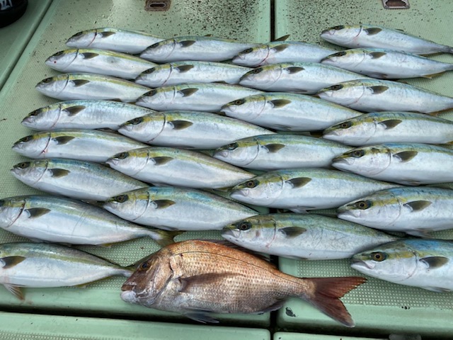 和歌山の鯛&青物