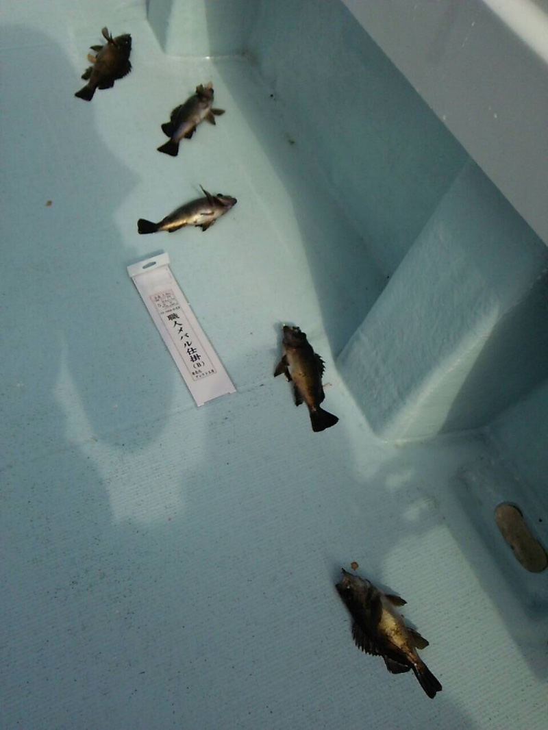 「徳島県鳴門市」船でメバルサビキ|メバル100匹以上釣果