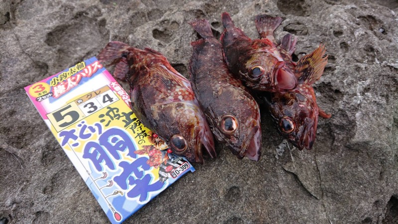 和歌山 磯ふかせ釣行