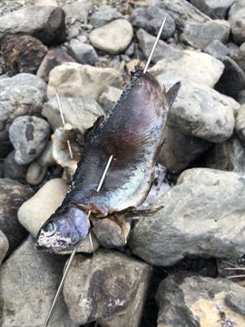 ☆お手軽フィッシング☆