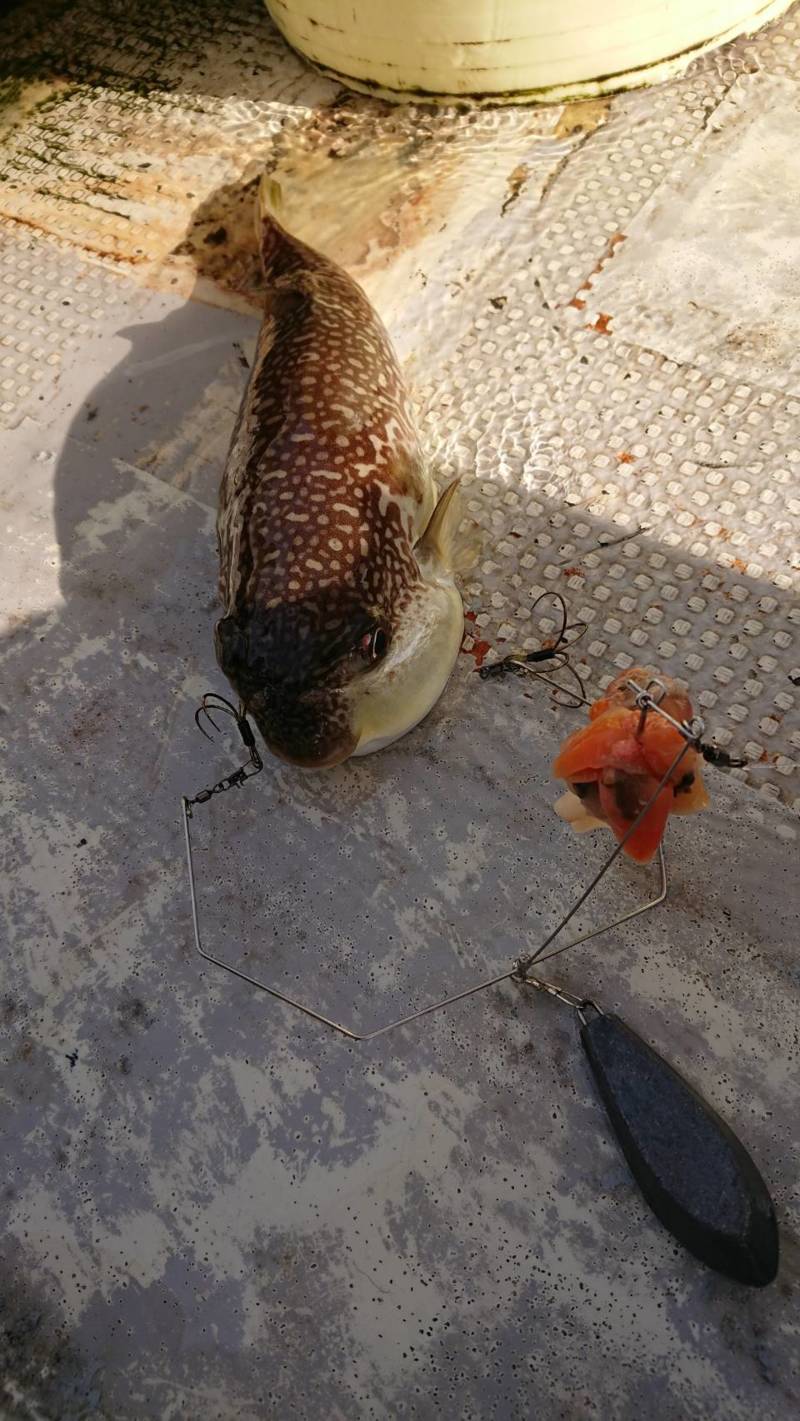 明石タイラバ・ショウサイフグゲーム