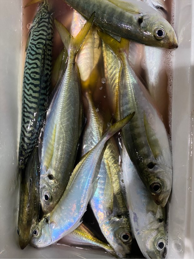 ファミリーも楽しい船釣り