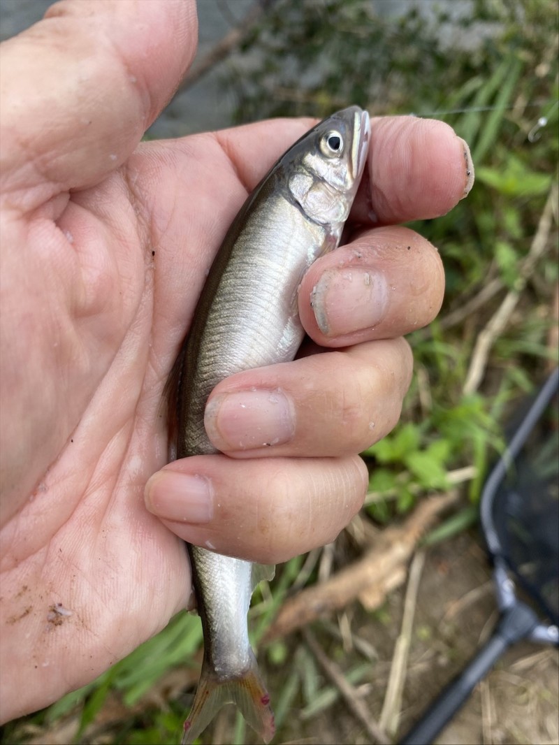 琵琶湖小鮎