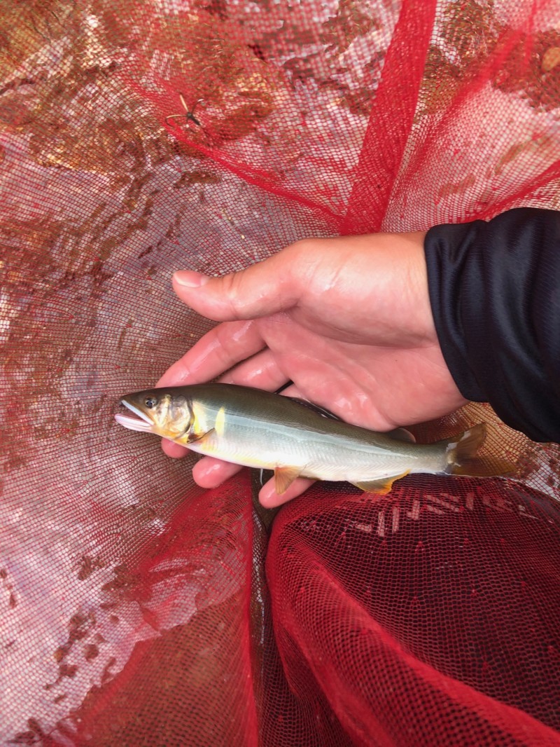 友釣りデビューお手伝い!