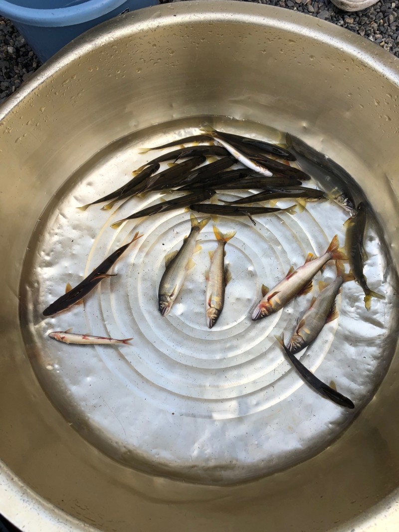 友釣りデビューお手伝い!