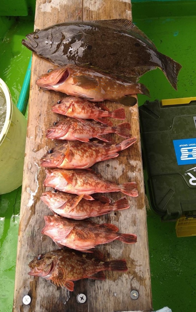 泉南落とし込み釣行