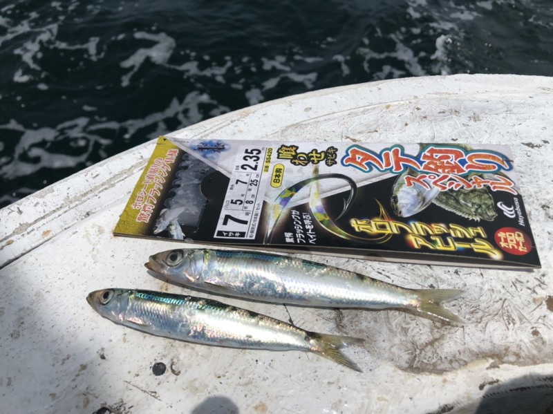 泉南落とし込み釣行