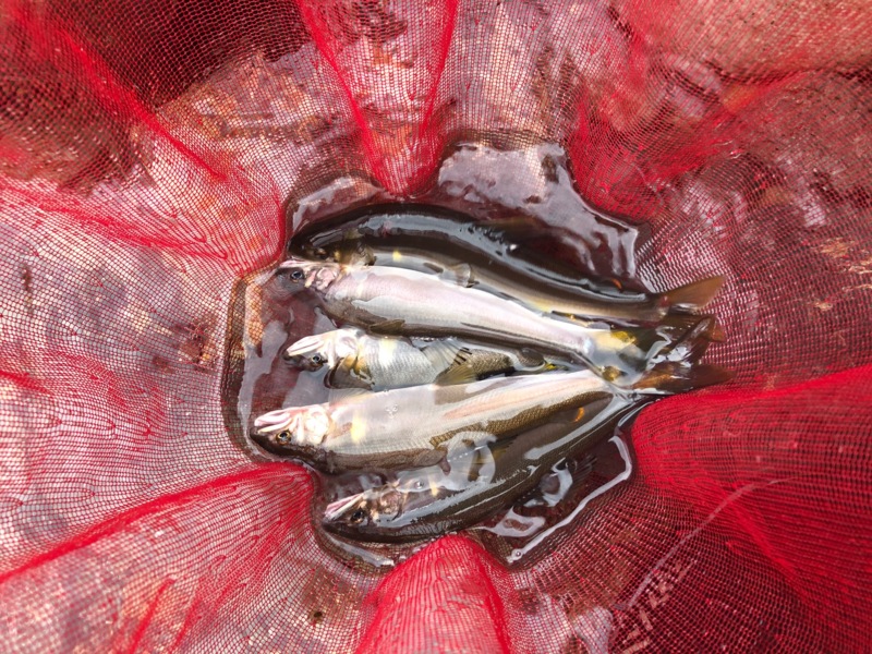 足羽川 天川 友釣り釣行