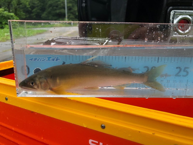 足羽川 天川 友釣り釣行