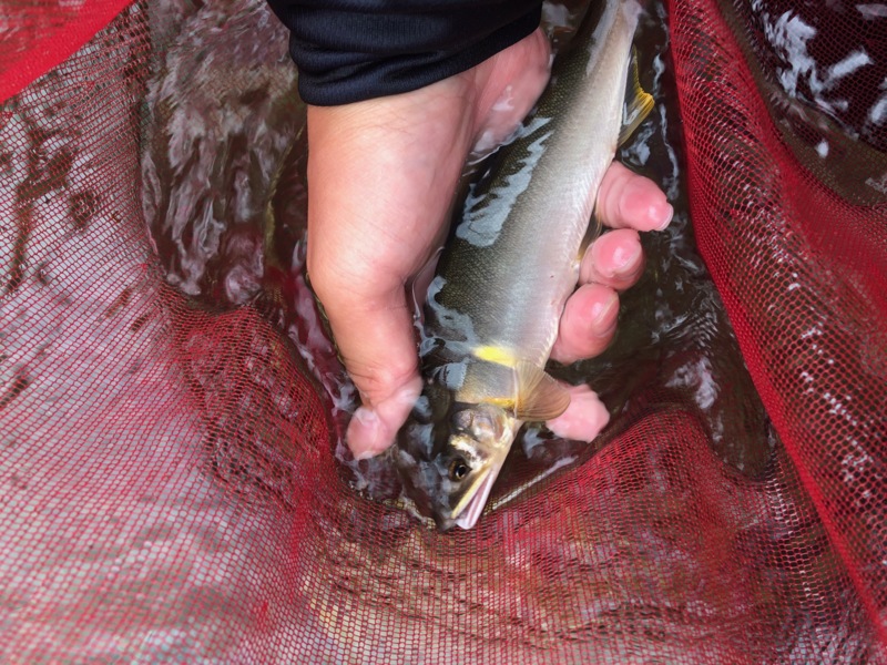 足羽川 天川 友釣り釣行