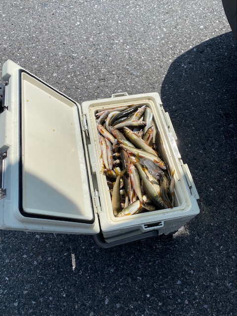 愛知川のアユえさ釣り