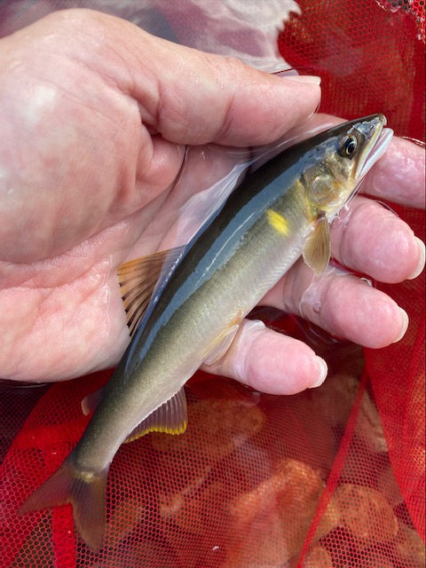 愛知川のアユえさ釣り