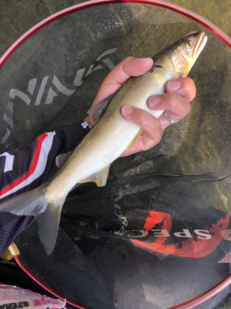 奈良県 吉野川 大鮎釣行