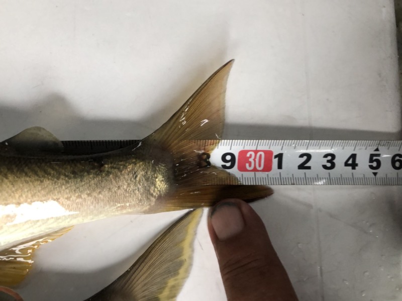 奈良県 吉野川 大鮎釣行