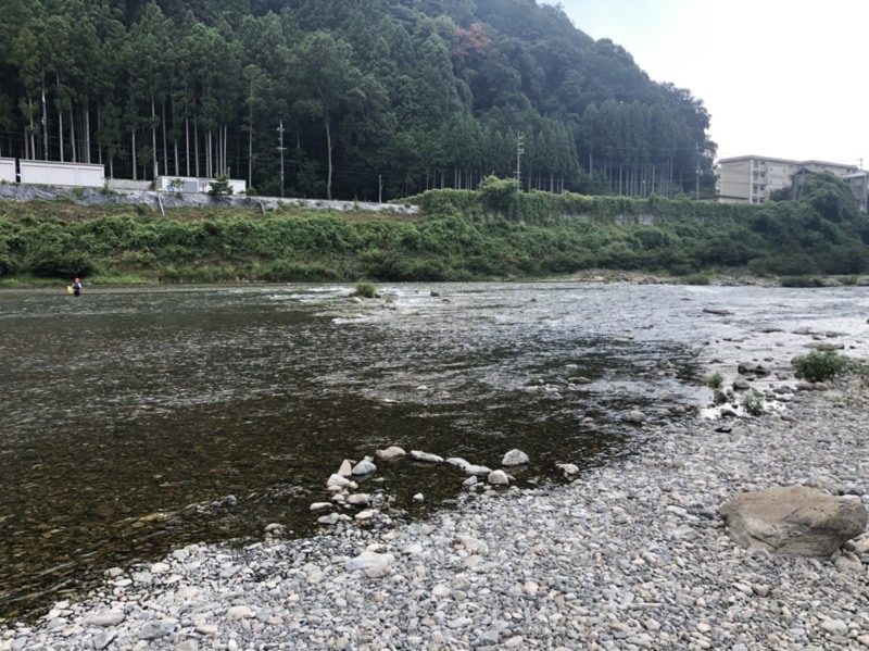 奈良県 吉野川 大鮎釣行
