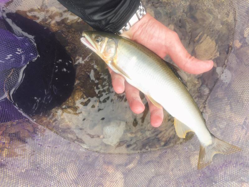 吉野川 鮎友釣り
