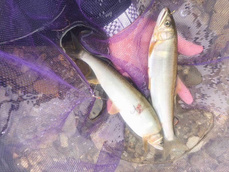 吉野川 鮎友釣り