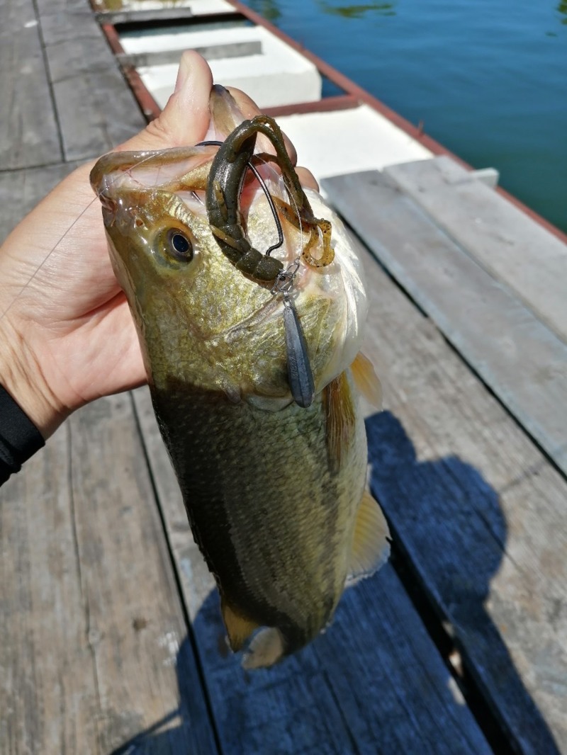 放流後の水藻で癒しDAY