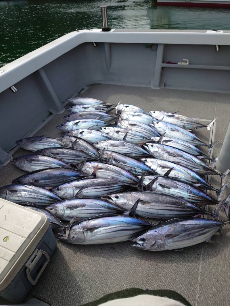 大判カツオがバンバン!!