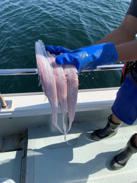 紀淡海峡ジギング【タチパターンに挑戦】
