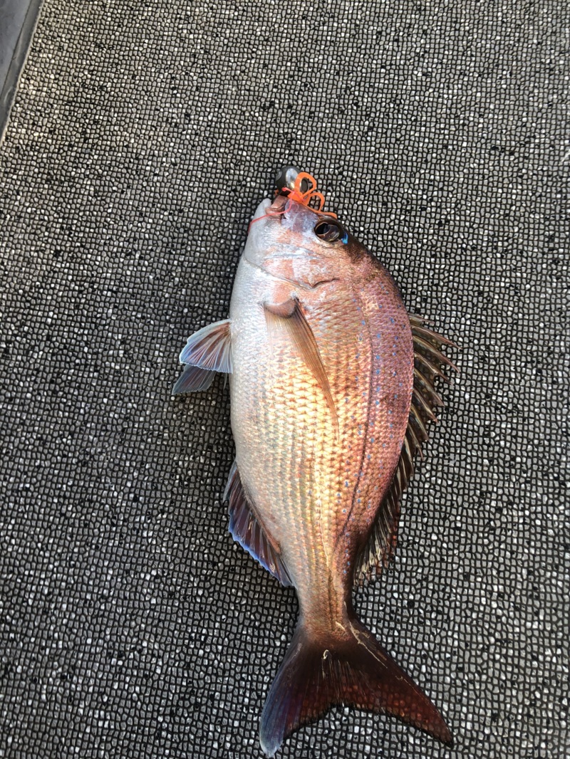 台風後タイラバ!