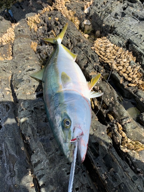 沼島ロックショア!