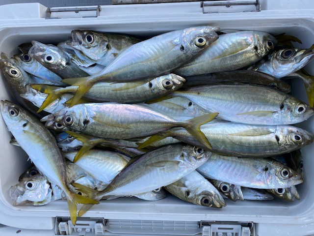 ファミリー船サビキ釣り