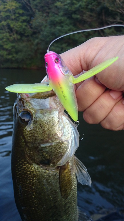 秋の淡路島 バス釣行