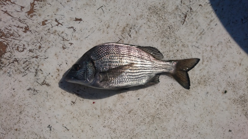 京都府京丹後市久美浜町西中渡船の筏釣りでチヌ釣果