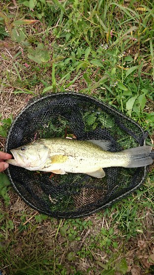 兵庫県淡路島のバス釣りでブラックバス釣果