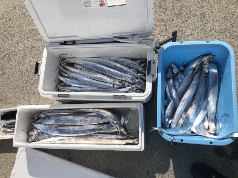 大阪府湊丸の船釣りで太刀魚釣果
