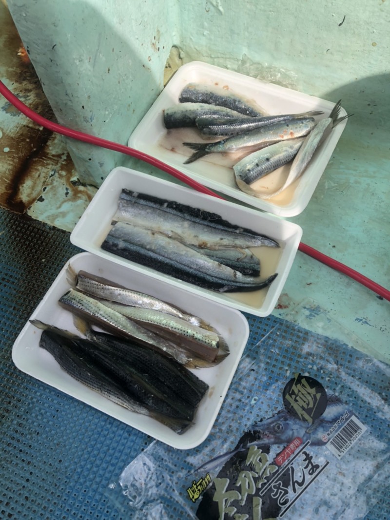 大阪府湊丸の船釣りで太刀魚釣果