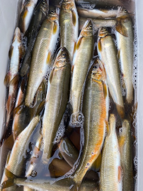 岐阜県長良川の餌釣りで落ち鮎釣果