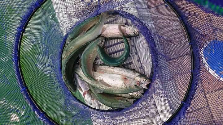 大阪府服部緑地の管理釣り場でニジマス釣果