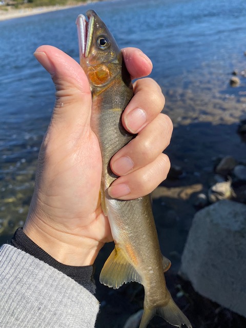 岐阜県長良川中流域の淡水餌ウキ釣りで落ち鮎釣果