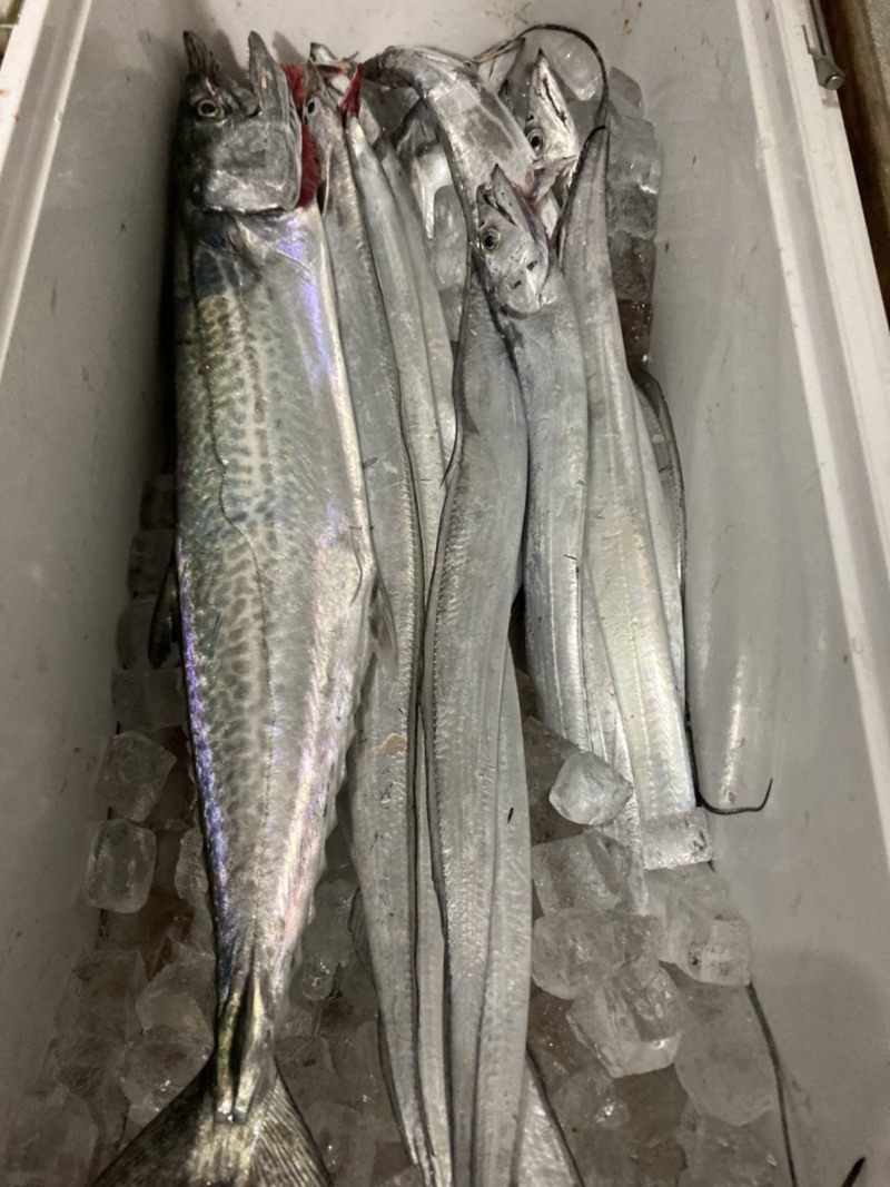 大阪府樽井長安丸の船釣りでタチウオ・サゴシ釣果