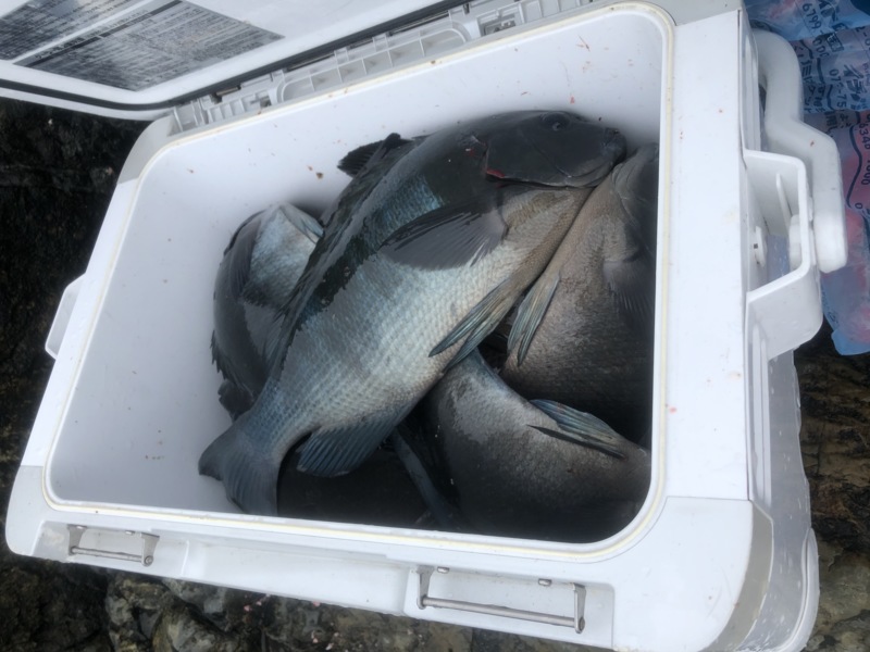 和歌山県すさみ見老津林渡船のフカセ釣りでグレ釣果